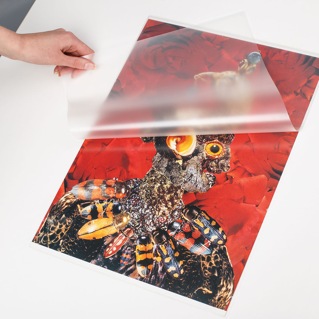 A hand lifts a translucent Zart Laminating Pouch above a vivid insect artwork with red floral tones and patterned beetles. The frosted pouch surface partially softens the image beneath while showing the flexible protective plastic texture and smooth semi-transparent finish.