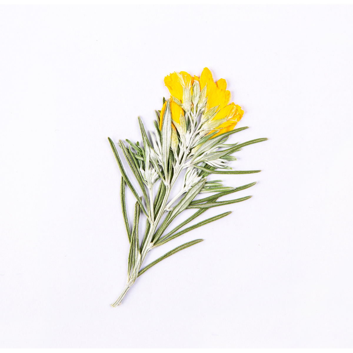 Zart Discovery Flower Press Kit 168 x 160mm