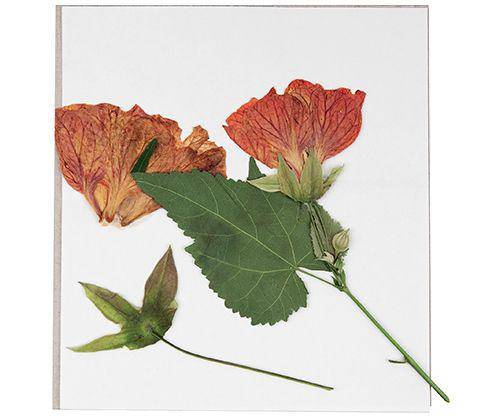 Discovery Flower Press Kit 168 x 160mm - Zart