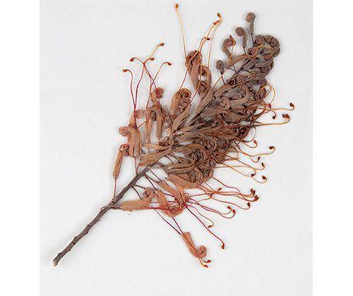 Discovery Flower Press Kit 168 x 160mm - Zart