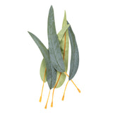 A small bundle of Zart Gum Leaves arranged upright, mixing blue-green veined leaves with plain olive-green leaves of varying lengths, their flexible orange-yellow plastic stems crossed and splayed at the base to hold the arrangement standing upright on a plain white background.
