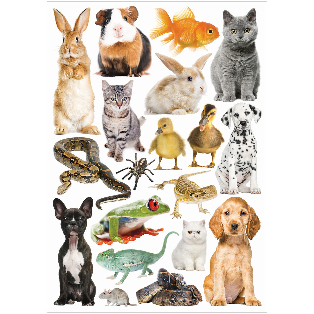 Collage Collections Creatures Pack of 40 - Zart