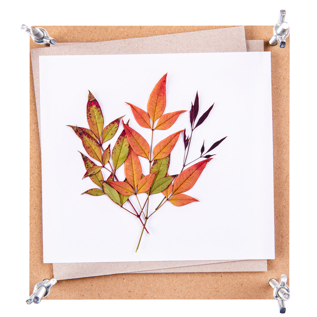 Zart Discovery Flower Press Kit 168 x 160mm