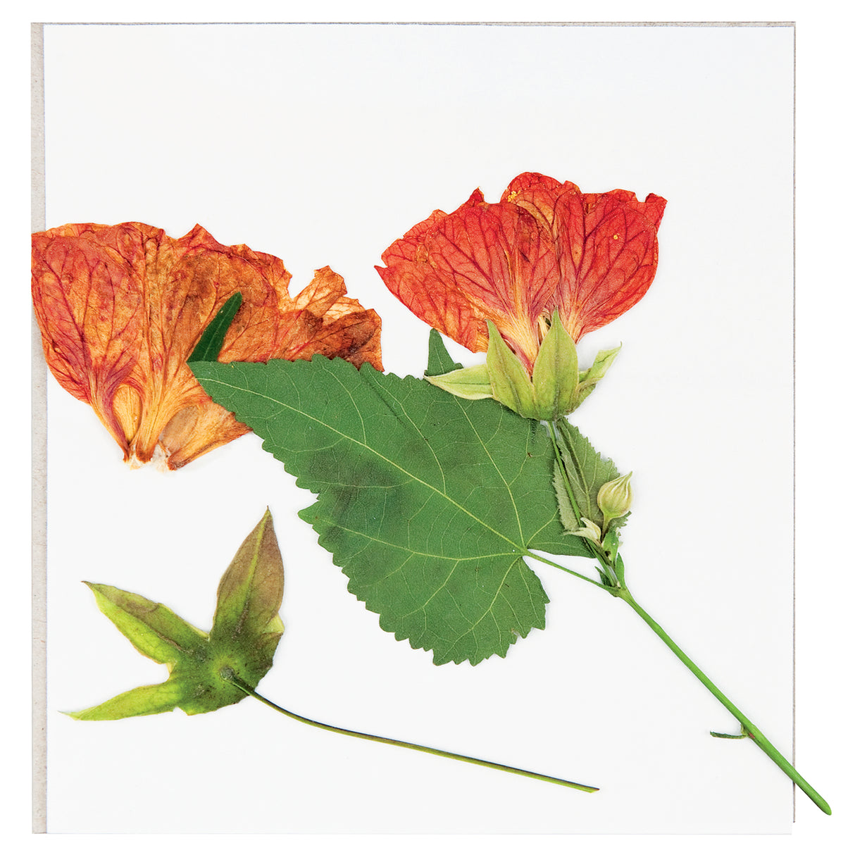 Zart Discovery Flower Press Kit 168 x 160mm