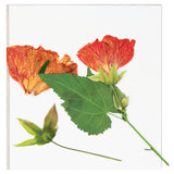 Zart Discovery Flower Press Kit 168 x 160mm