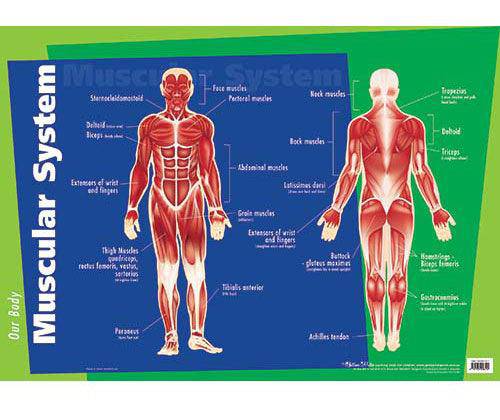 Muscular System Chart | Zart