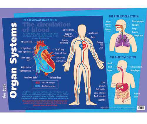 Organs Systems Chart