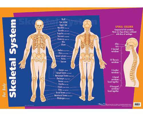 Skeletal System Chart