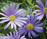 Plantable Seed Paper A5 Swan River Daisy Pack of 10