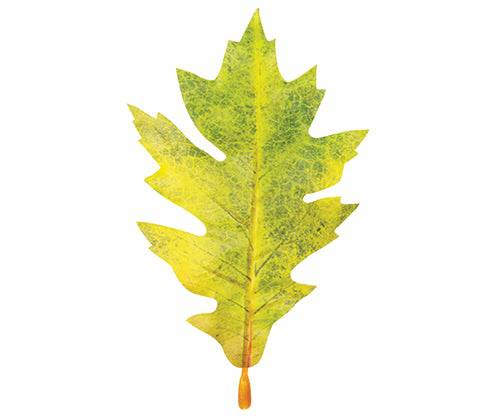 Autumn Leaves Assorted Plastic Pack of 50 - Zart