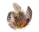 Guinea Fowl Feathers 10g Pack of 100