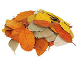 Natural Leaves Pack of 90