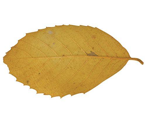 Natural Leaves Pack of 90