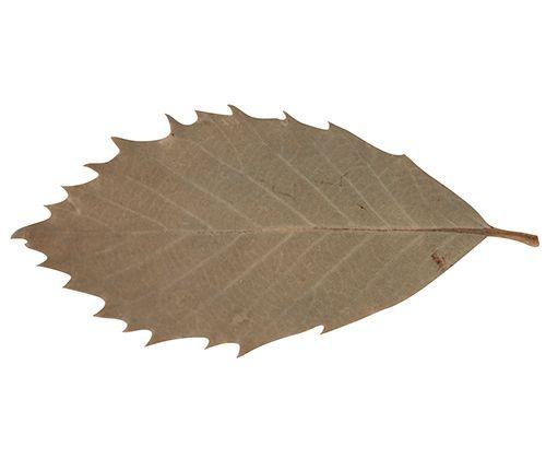 Natural Leaves Pack of 90