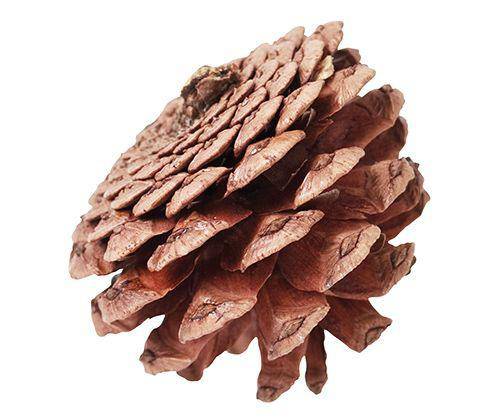 Pine Cones 200g