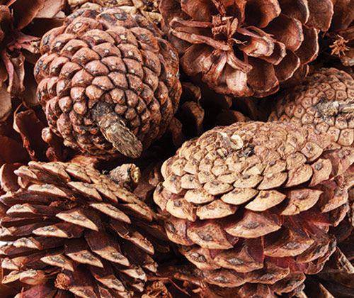 Pine Cones 200g