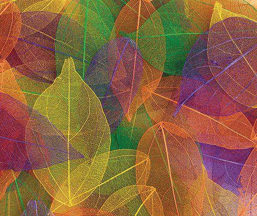 Skeleton Leaves Coloured Small Pack of 100