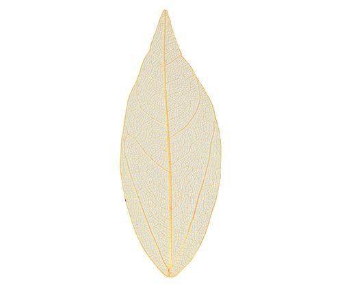 Skeleton Leaves Coloured Small Pack of 100