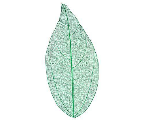 Skeleton Leaves Coloured Small Pack of 100