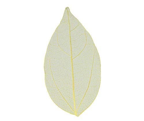 Skeleton Leaves Coloured Small Pack of 100