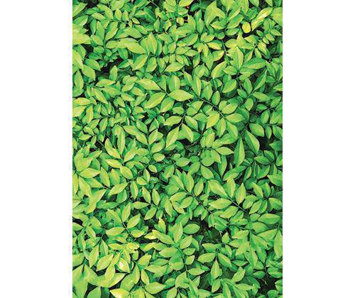 Pattern Papers A4 Foliage Pack of 40